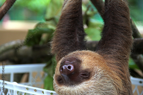 Oso Perezoso De Dos Dedos Tierno Bebe Colgando De Un Arbol En Un Centro De Rescate En Costa Rica Animal Mamifero Exotico De Selva Tropical Stock Photo Adobe Stock Oso Perezoso De Dos Dedos Tierno Bebe Colgando De Un Arbol En Un Centro De Rescate En Costa Rica Animal Mamifero Exotico De Selva Tropical Stock Photo Adobe Stock