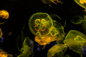 Wall Mural - Nice yellow and green color jellyfish in saltwater sea aquarium on dark background