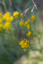 An Extreme Closeup Image With A Narrow Focal Point Of Yellow Goldenrod Wildflowers Against Deep Green Foliage In A Sunny Meadow.