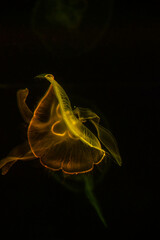 Wall Mural - Nice yellow and green color jellyfish in saltwater sea aquarium on dark background