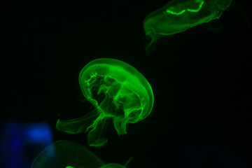 Wall Mural - Nice green color jellyfish in saltwater sea aquarium on dark background