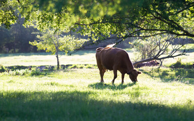 Wall Mural - Cow grazing in a green pasture