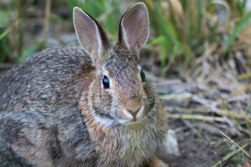 Sticker - Eastern Cottontail Rabbit (Sylvilagus floridanus) closeup in soft morning light