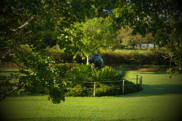 Wall Mural - Buffalo statue grazing.