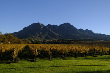 Wall Mural - Mountains and vineyards