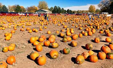 pumpkin patch on a farm