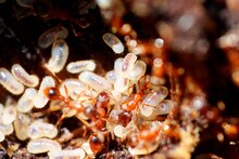 Red Ants Saving Pupae - Eggs From Intruders. Macro.