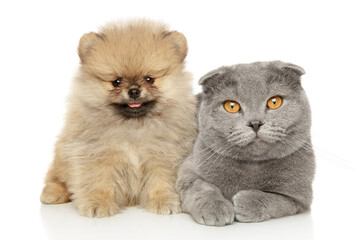 Canvas Print - Close-up portrait of a Scottish fold cat and a Pomeranian pup