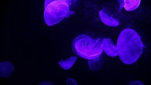 Many Small Blue Moon Jellyfish Swimming In An Aquarium With Changing Colored Lighting.
