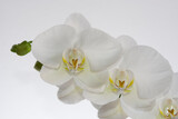 Fototapeta Panele - White phalaenopsis orchid blooming
