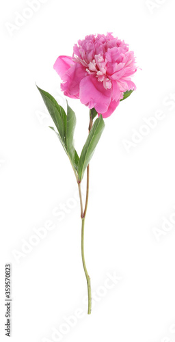 Beautiful pink peony flower isolated on white © New Africa