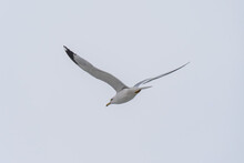 A Seagull In Flight Away From The Camera On A Flat Grey Sky
