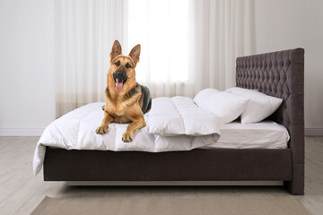 Wall Mural - Cute dog on bed in room. Pet friendly hotel