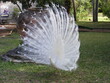 white peacock in the park