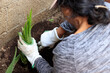 © Joel Aguilar - hispanic woman growing aloe vera plant
