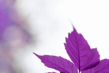 Purple Leaves On A White Background With Bokeh
