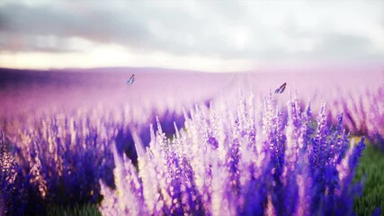 Wall Mural - butterflies in lavender field. concept of nature. broadcast. Realistic 4k animation.