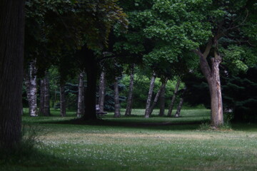 Wall Mural - Trees in the park