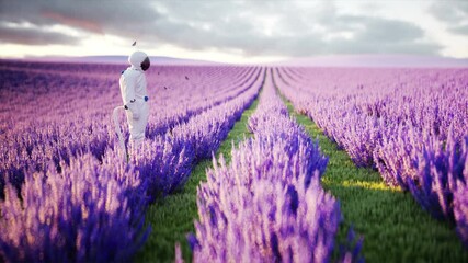 Wall Mural - Astronaut with butterflies in lavender field. concept of future. broadcast. Realistic 4k animation.