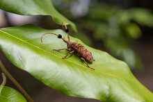 The Bug On A Leaf