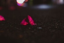 Pink Leave On The Ground After Rain With Street Light 