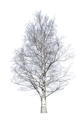 Wall Mural - old bare birch isolated on white