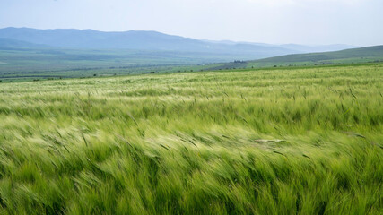 green wheat field