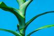 Grüne Palmenblätter auf blauem Studio Hintergrund