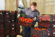 © JackF - Gardener stacking boxes with red tomatoes in greenhouse