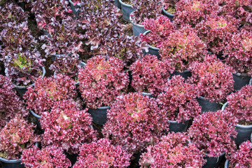 Wall Mural - red oak lettuce in black plastic pot 