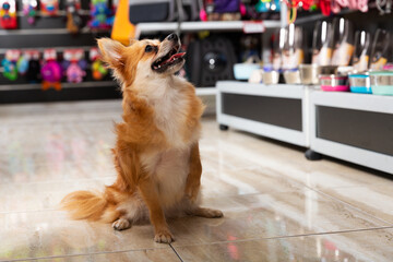 Wall Mural - dog near different variation of goods for animals