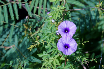 Wall Mural - Purple morning glory flowers in bloom. ipomoea cairica