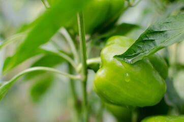 Close up view of Green paprika or bell pepper growing on a branch in the natural environment after the rain