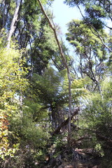 Sticker - Forêt du parc Abel Tasman, Nouvelle Zélande