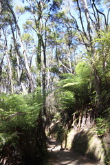 Wall Mural - Sentier de randonnée du parc Abel Tasman, Nouvelle Zélande