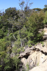 Poster - Forêt du parc Abel Tasman, Nouvelle Zélande	