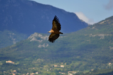  Vulture on flight