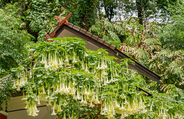 Wall Mural - Many white yellow color  brugmansia named angels trumpet or Datura flower blossom in summer time