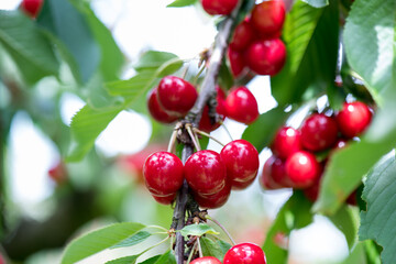 Wall Mural - Cherry Berries. Red ripe berries on a branch. Ripe sweet cherries under the leaves.