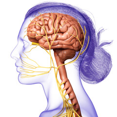 Wall Mural - 3d rendered medically accurate illustration of a female brain anatomy