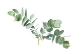 Fototapeta  - Eucalyptus plant branch isolated on white background
