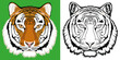 Vector image of a tiger face in two versions. In color and black and white color options.