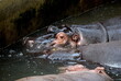 © Irshad - hippopotamus in water