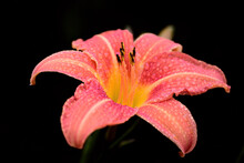 Close-up Of An Orange Day Lily With Drops Of Water After The Rain, Against A Dark Background