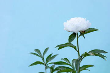 Wall Mural - White blooming peony flower on light blue background. Beautiful bud flower head for greeting card, copy space