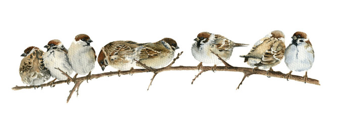 Watercolor drawing sparrows sitting on a branch