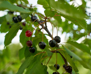 Ripe black bitter cherries