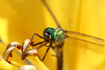 Wall Mural - dragonfly close-up sits on a yellow flower