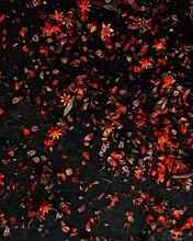 Red Pomegranate Flowers On The Concrete Ground