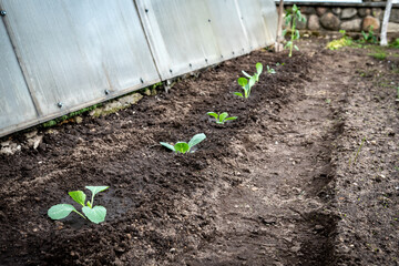 Wall Mural - Young cabbage growing in spring garden.